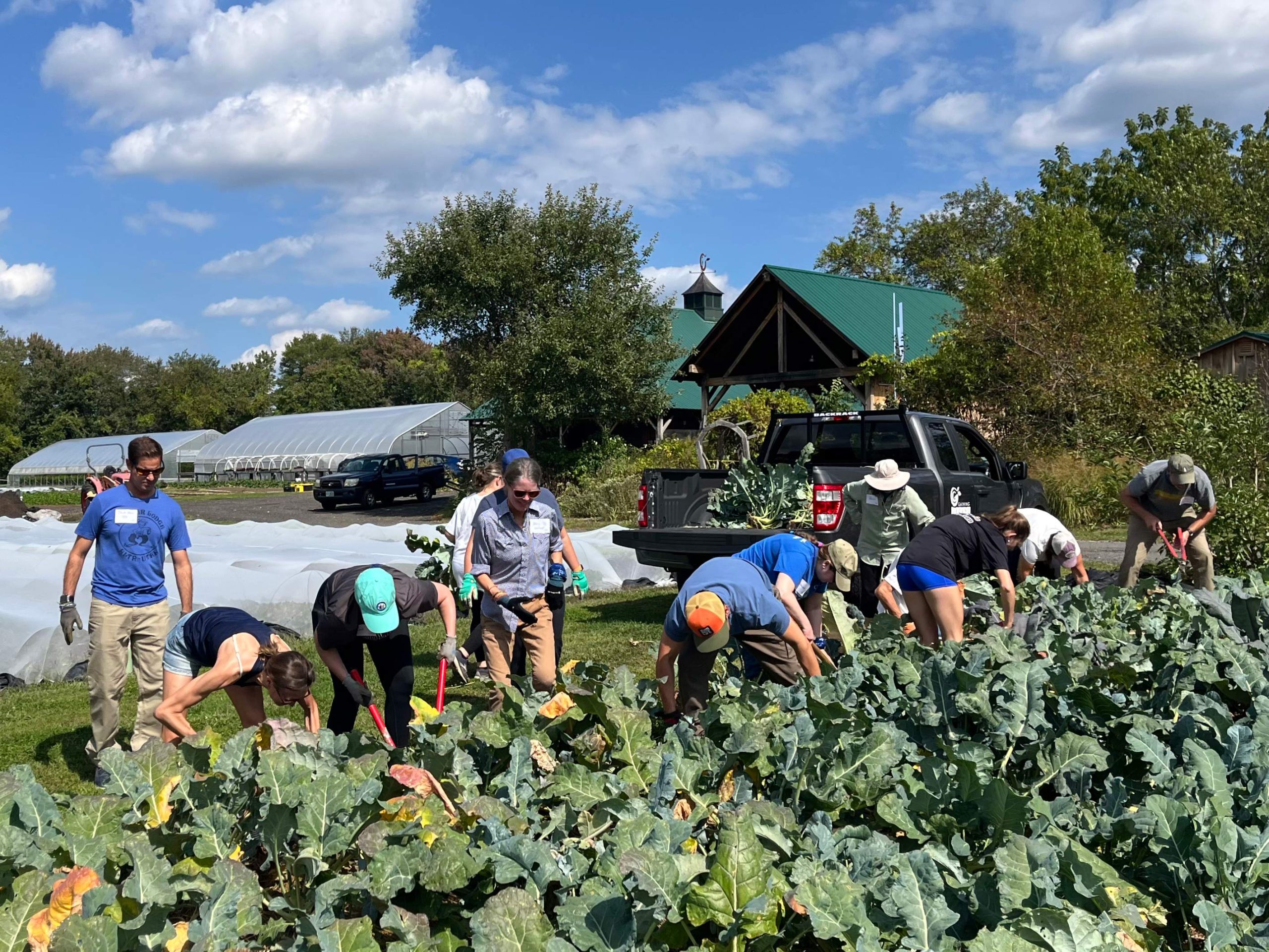 Colby volunteers work in the broccoli fields at Gaining Ground in Concord, Mass., for Colby Alumni Day of Service 2025.