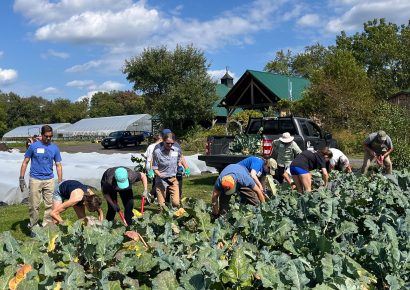Colby alumni volunteer at Gaining Ground, a nonprofit organic farm in Concord, Mass. during Alumni Day of Service 2025.