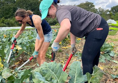 Colby alumni volunteer at Gaining Ground, a nonprofit organic farm in Concord, Mass. during Alumni Day of Service 2025.